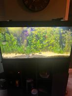 Juwel rio 350 compleet, Ophalen, Zo goed als nieuw, Gevuld zoetwateraquarium