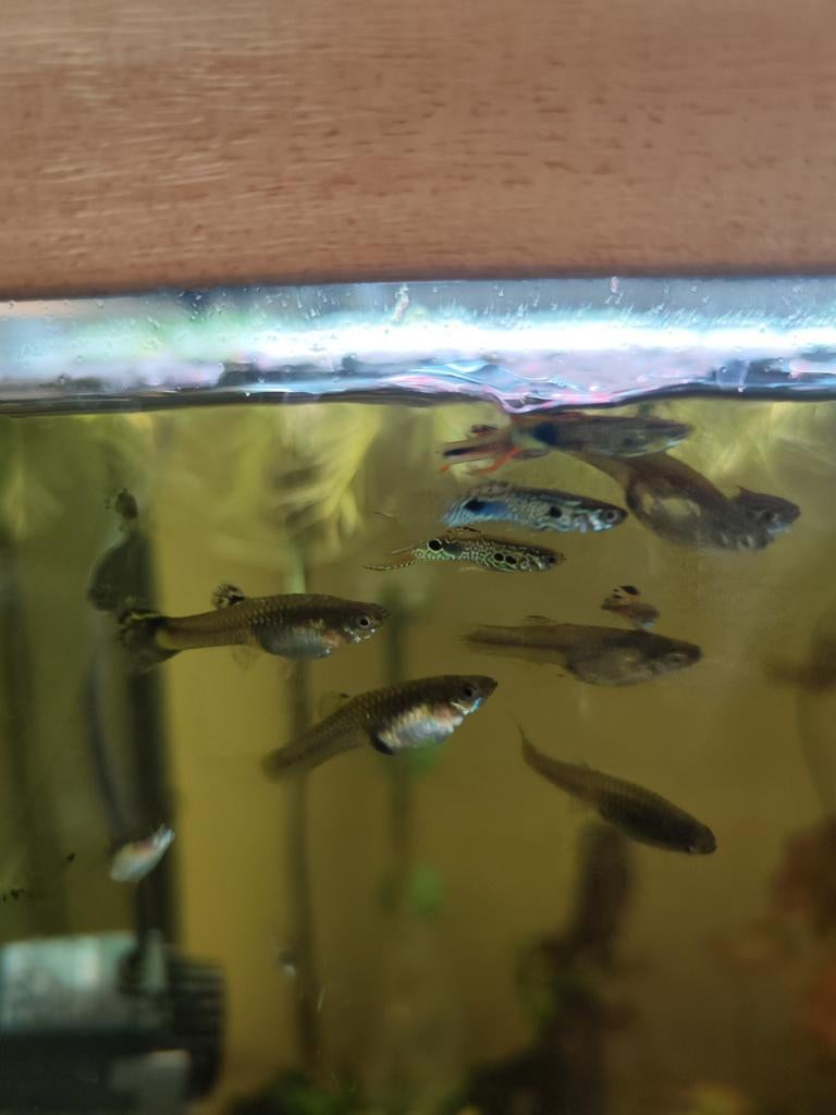 Guppies, guppy. Endler., Dieren en Toebehoren, Vis