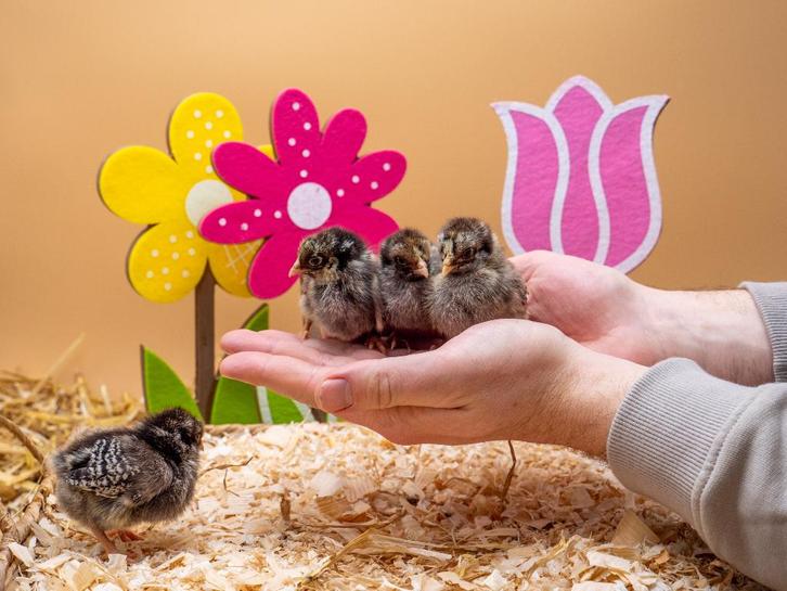 Barnevelder kriel zilver gezoomd kuikens gesekst & ingeënt, Dieren en Toebehoren, Pluimvee, Kip, Vrouwelijk