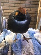 heuvelbos patrijs, Mannelijk