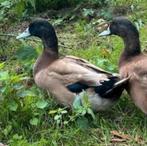 Khaki campbell woerd gezocht, Dieren en Toebehoren, Pluimvee, Mannelijk, Eend