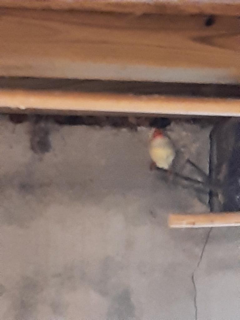 Koppel +losse man binsenastrilde, Dieren en Toebehoren, Vogels | Kanaries, Meerdere dieren, Kleurkanarie