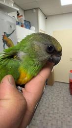 Jonge bonteboertje papegaai, Meerdere dieren, Papegaai, Pratend