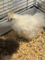 2 zijdehoenders, Dieren en Toebehoren, Pluimvee, Meerdere dieren, Kip