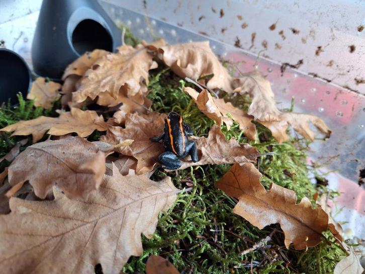 Phyllobates vittatus Frog - unknown for sale from ReBo Animals