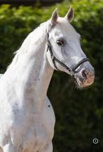 Z1 dressuurpony – Leermeester – 1.53 m, E pony (1.48m - 1.57m), Ruin, Dressuurpony, 11 jaar of ouder