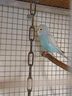 Grasparkieten, Meerdere dieren, Parkiet