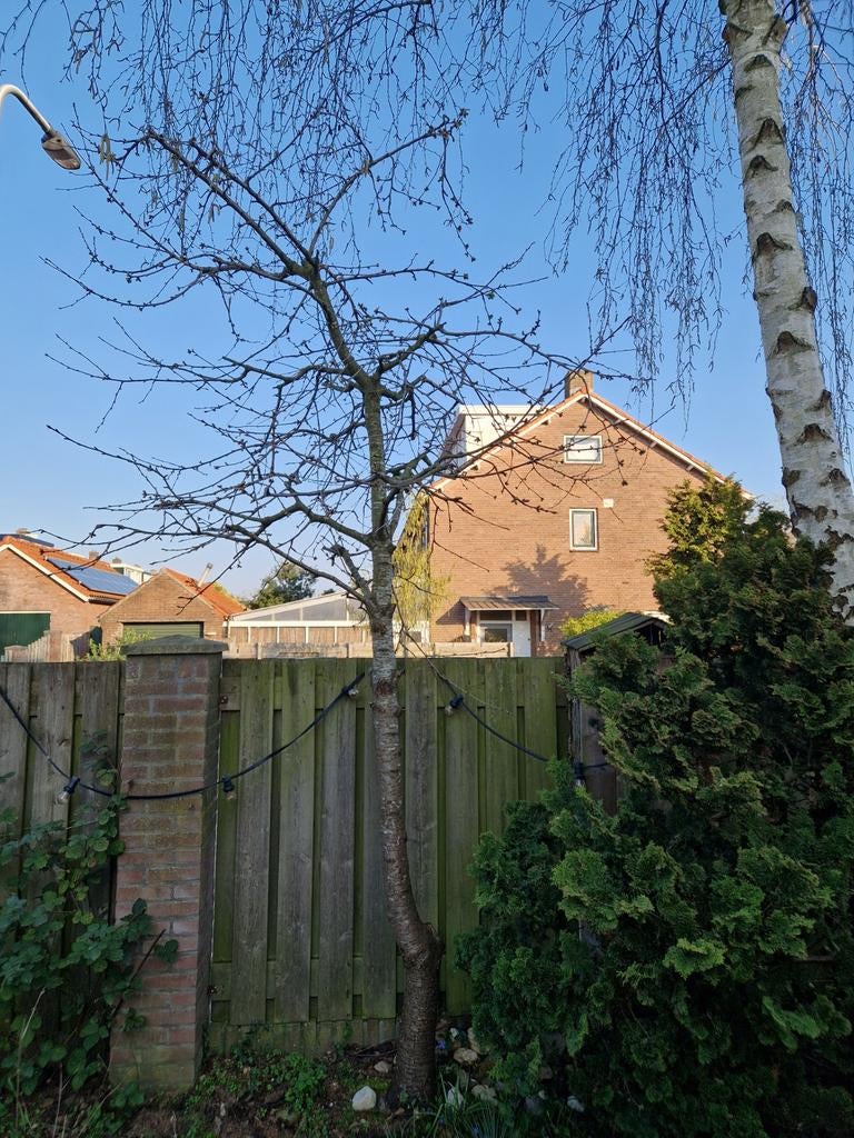 Wilde kersenboom, Tuin en Terras, Ophalen, Volle zon, Overige soorten