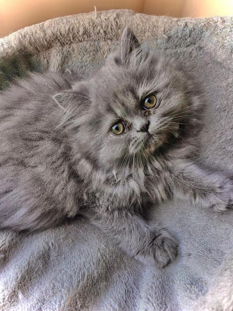 Perzische katten, Kater