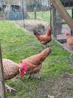 Broedeieren fryske hinnen., Dieren en Toebehoren