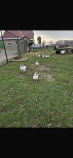 Wyandotte columbia hennen, Dieren en Toebehoren, Pluimvee, Vrouwelijk, Kip