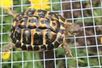 testudo hermanni hermanni griekse landschildpad, Schildpad, 3 tot 6 jaar