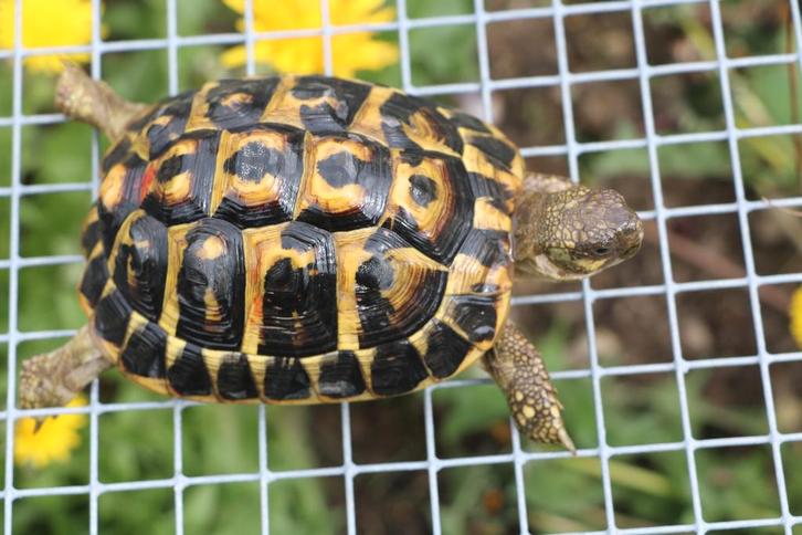 testudo hermanni hermanni griekse landschildpad, Dieren en Toebehoren, Reptielen en Amfibieën, Schildpad, 3 tot 6 jaar