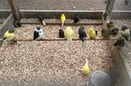 Gloster kanaries koppels en mannen, Dieren en Toebehoren, Vogels | Kanaries, Meerdere dieren, Kleurkanarie