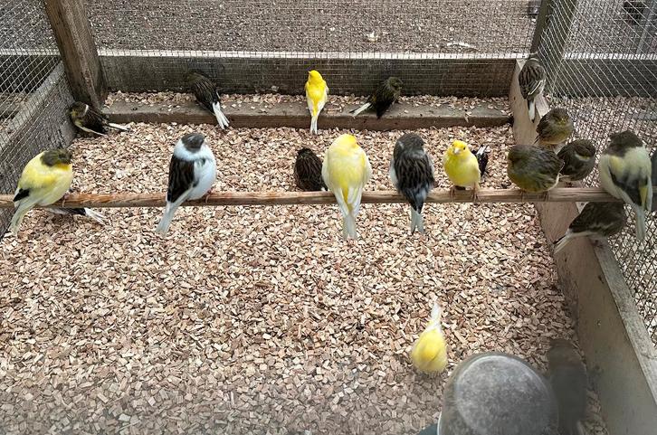 Gloster kanaries koppels en mannen, Dieren en Toebehoren, Vogels | Kanaries, Kleurkanarie, Meerdere dieren