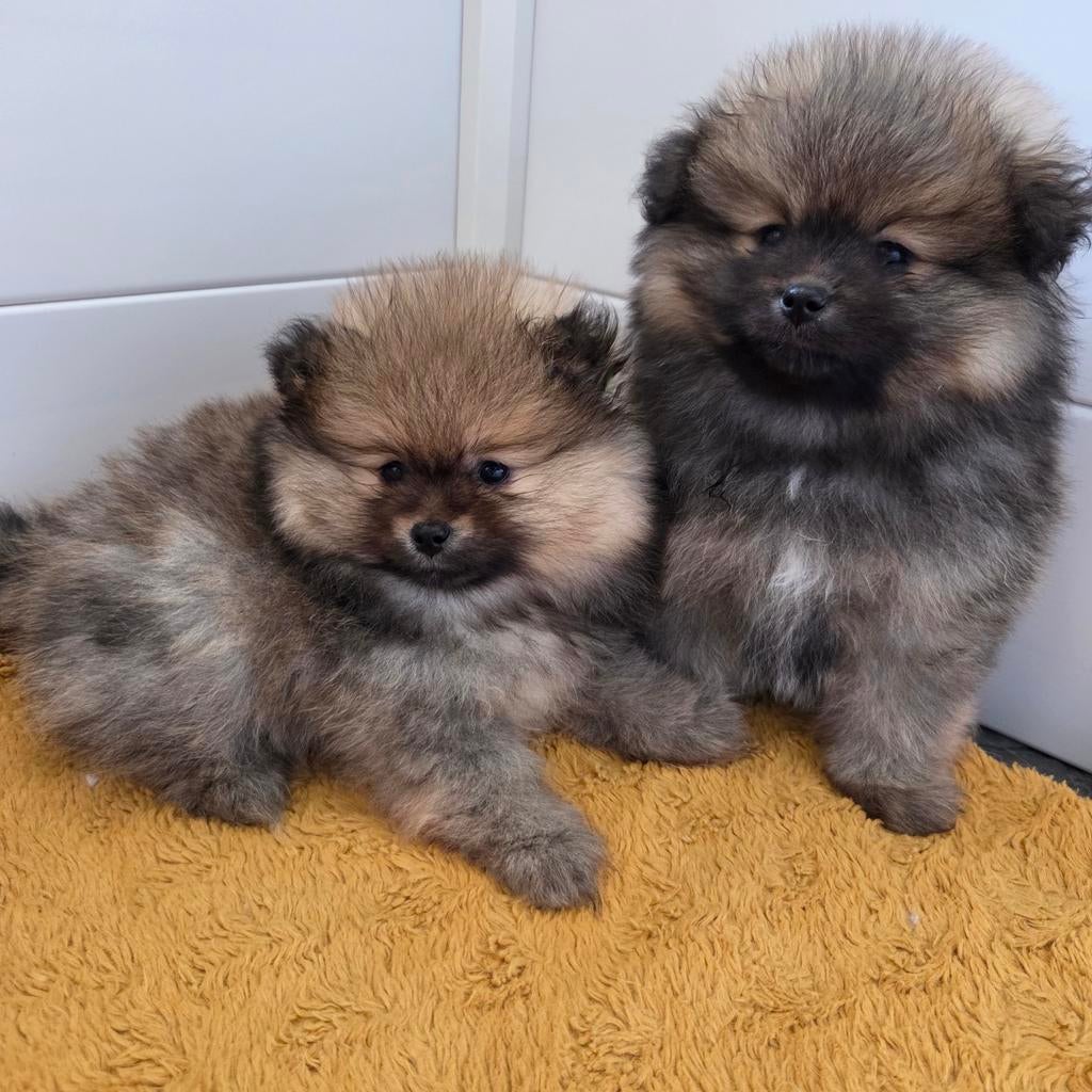 Zeer mooie kleine pomeriaan pups op zoek naar gouden mandje, Dieren en Toebehoren, Honden | Poolhonden, Keeshonden en Oertypen