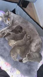 Britse Korthaar kittens te koop, Dieren en Toebehoren, Meerdere dieren