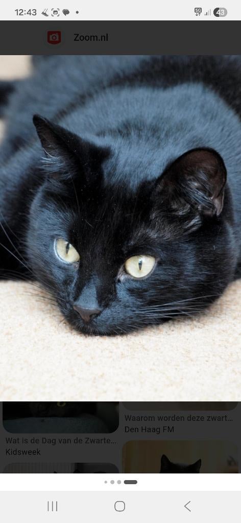 Katers, Dieren en Toebehoren, Kater, Ontwormd, 6 jaar of ouder