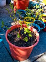 Spiraea hypericifolia (Hertshooispirea), Tuin en Terras, Planten | Tuinplanten, Ophalen, Vaste plant, Overige soorten