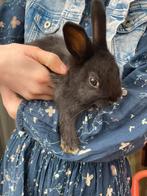 Baby konijntjes, Dieren en Toebehoren, Konijnen, Meerdere dieren, Klein, 0 tot 2 jaar