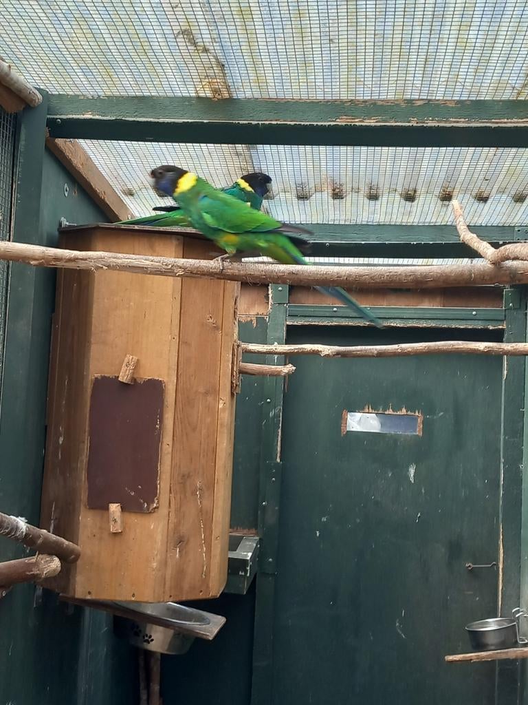 Wie kan de volgende vogels meenemen naar Hardenberg, Meerdere dieren