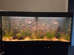 Compleet aquarium 350 liter, Ophalen, Gebruikt, Gevuld zoetwateraquarium