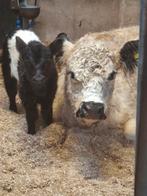 Lieve Black pointed Galloway koe / of Belted Galloway kalf, Vrouwelijk, 0 tot 2 jaar