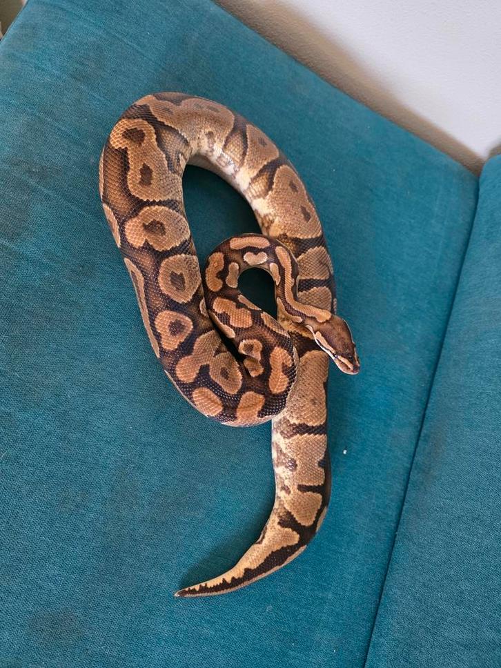 Ball python yellowbelly 2016 Ball Python - female for sale from Jessica