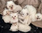 Ragdoll kittens met stamboom, Dieren en Toebehoren, Katten en Kittens | Raskatten | Langhaar, Meerdere dieren, Met stamboom, 0 tot 2 jaar