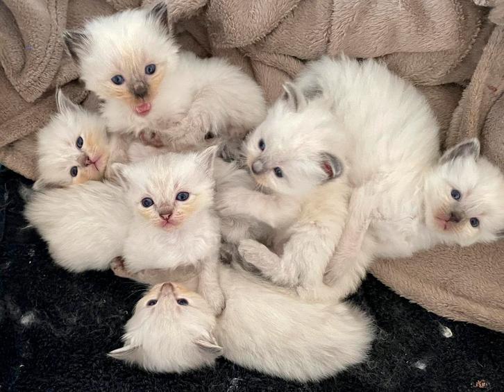 Ragdoll kittens met stamboom, Dieren en Toebehoren, Katten en Kittens | Raskatten | Langhaar, Meerdere dieren, 0 tot 2 jaar, Met stamboom