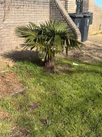 Mooie China Palmen( Trachycarpus fortunei) - Zelf uitgraven!, Volle zon, Vaste plant, Bloeit niet, Ophalen