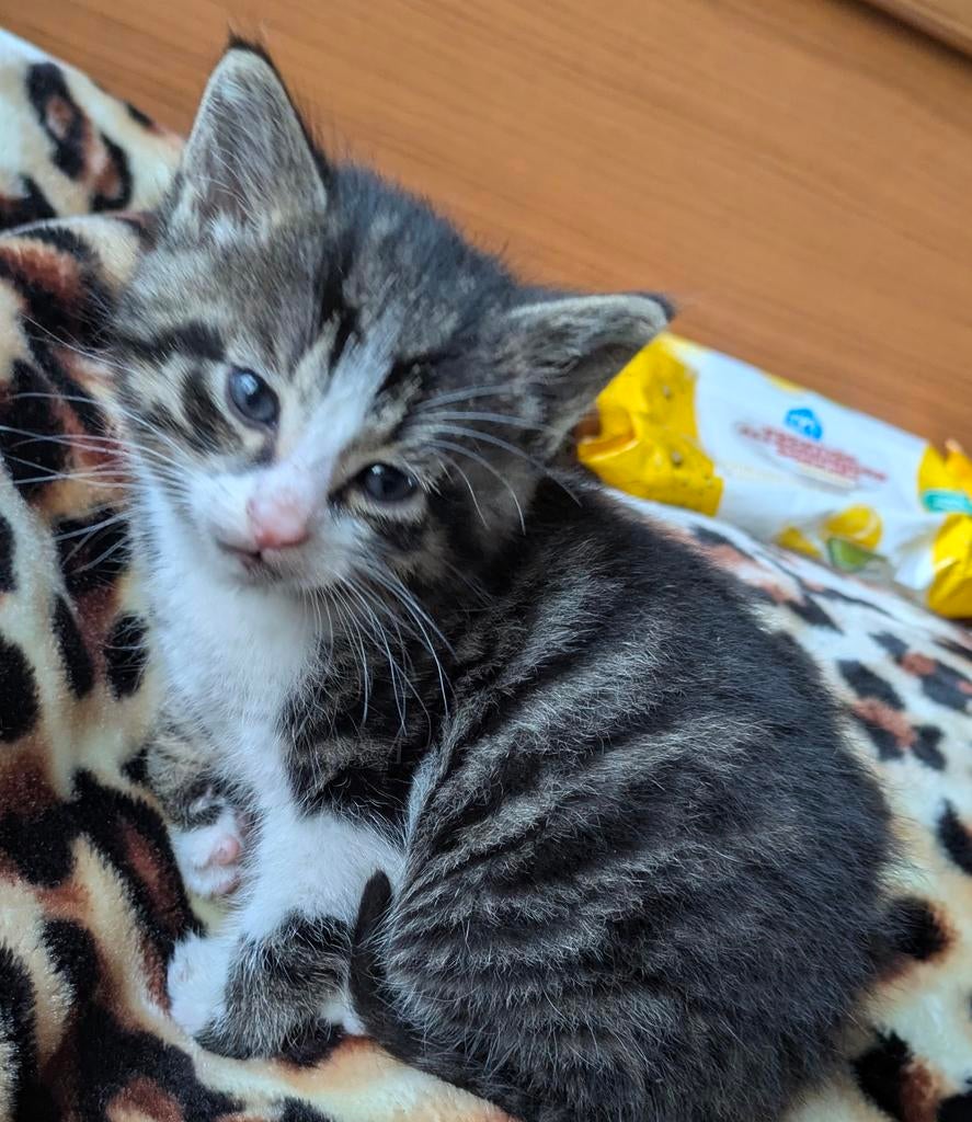 Kittens te koop, Dieren en Toebehoren, Katten en Kittens | Raskatten | Korthaar, Meerdere dieren, Ontwormd