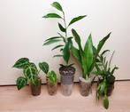 Populaire kamerplantjes, anthurium, alocasia, ficus Ginseng, Huis en Inrichting, Ficus, In pot, Minder dan 100 cm, Groene kamerplant