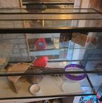 Mooie glazen hamsterkooi zo goed als nieuw, Kooi, Zo goed als nieuw, Muis, 75 tot 110 cm