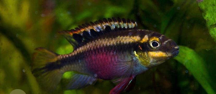 Kersen buik cichlid’s baby, Vis