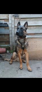 Duitse herder reu, 15 weken tot 1 jaar, Reu, Eén hond, Herder