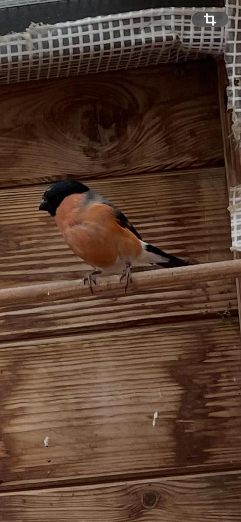 Kleine europese goudvink man, Dieren en Toebehoren, Mannelijk, Wildzangvogel, Geringd