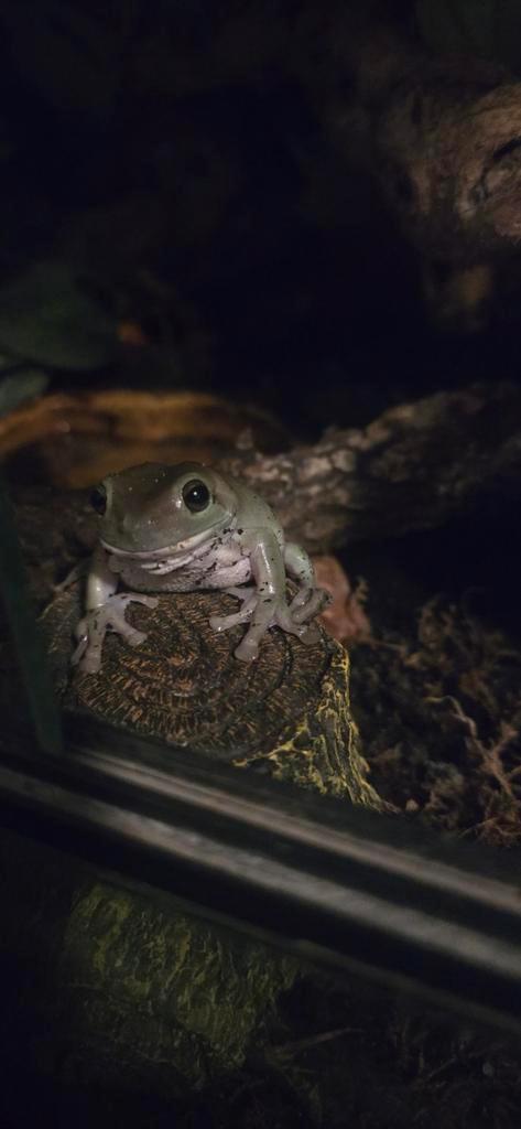 2 groene boomkikkers en 4 gouden boomkikkers Frog - unknown for sale from Patricia