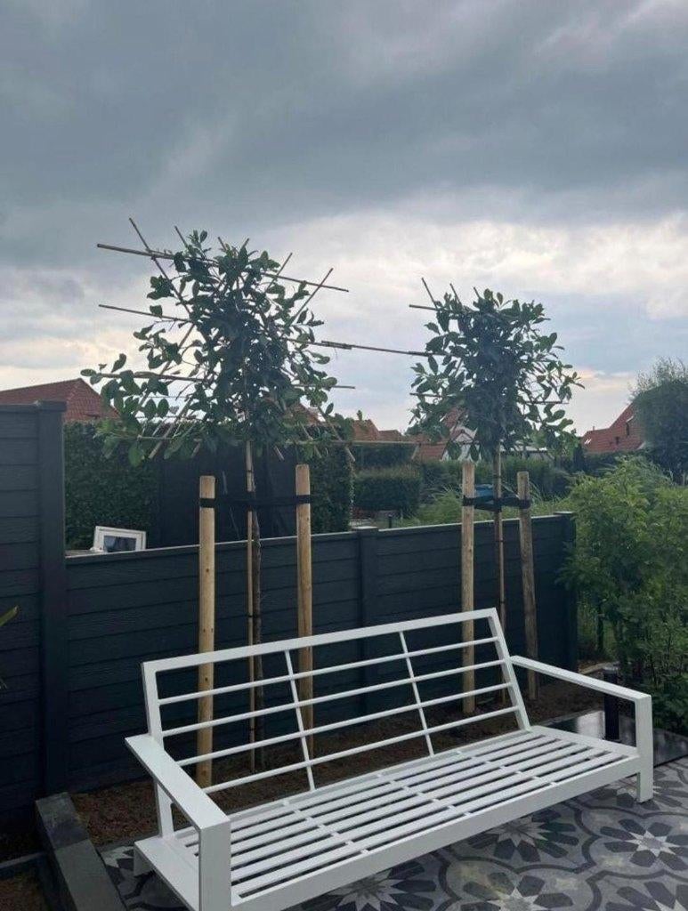 Mooie groenblijvende Leilaurier, Bloeit niet, Leiboom, Ophalen of Verzenden, 250 tot 400 cm