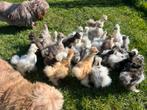 Usa zijdehoen🐥hennen 5wk geent💯% hen garantie mogelijk✅, Dieren en Toebehoren, Pluimvee