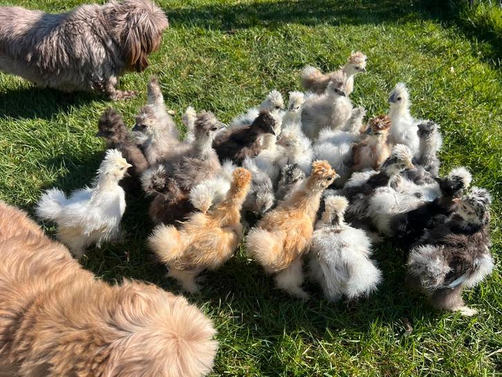 Usa zijdehoen🐥hennen 5wk geent💯% hen garantie mogelijk✅, Dieren en Toebehoren, Pluimvee