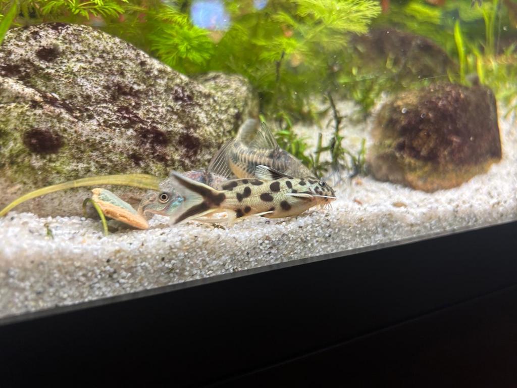 Synodontis Petricola ca 6 a 7cm, Dieren en Toebehoren, Vis
