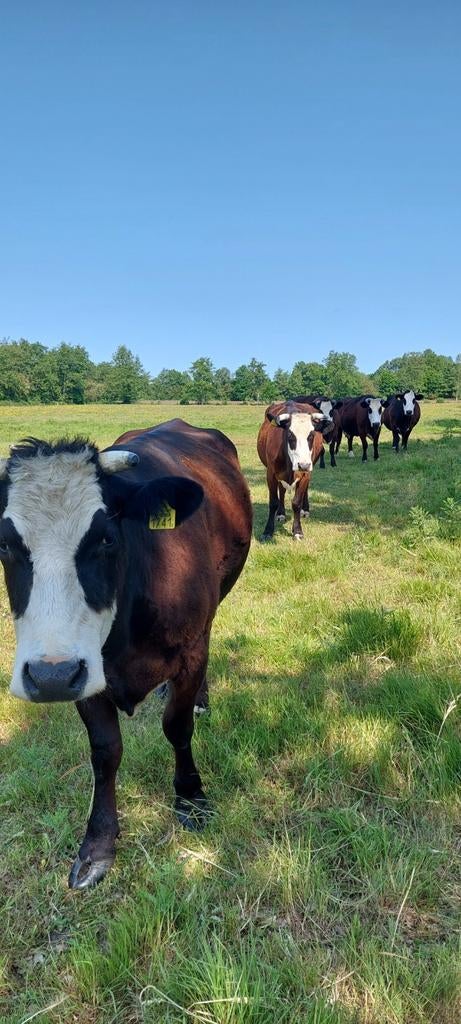 Blaarkop  pinken, Dieren en Toebehoren