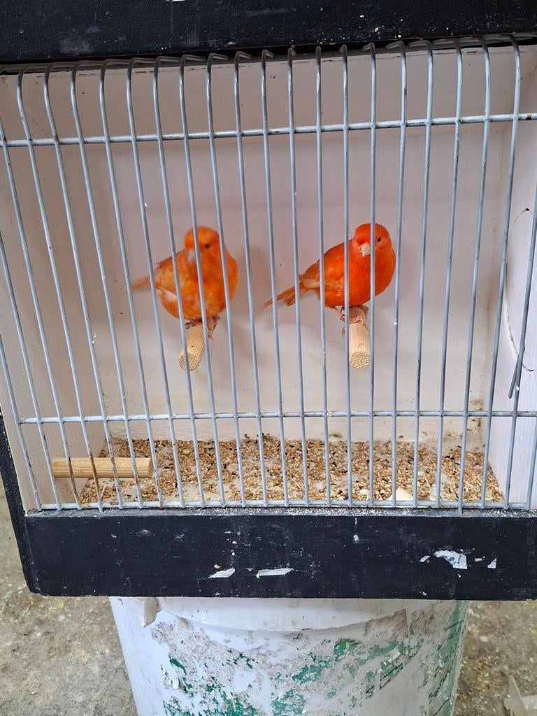 Koppel rode kanaries, Dieren en Toebehoren, Vogels | Kanaries, Meerdere dieren, Kleurkanarie