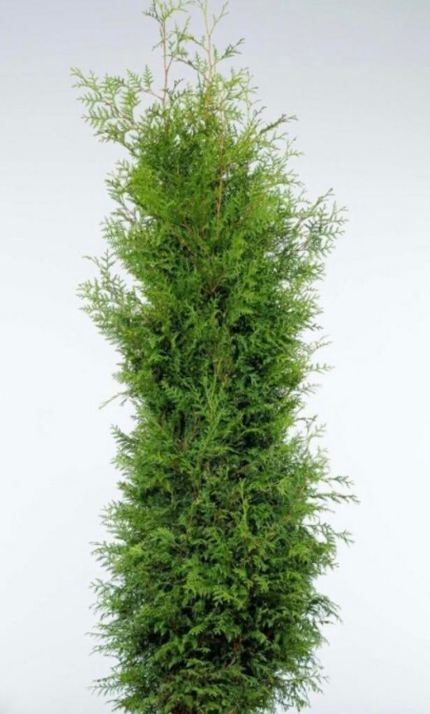 ‼️AANBIEDING‼️ Coniferen, Tuin en Terras, Planten | Struiken en Hagen, Ophalen of Verzenden, Conifeer, 100 tot 250 cm