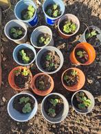 Stekjes van aardbeienplanten, Ophalen, Volle zon, Vaste plant, Zomer