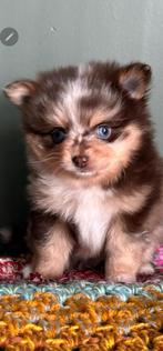 Pomchi reutje choco merle blauwe ogen, Dieren en Toebehoren, Parvo, Reu, 8 tot 15 weken, Meerdere