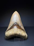 Prachtige megalodon haaientand 12,5 cm, Verzamelen, Ophalen of Verzenden, Fossiel