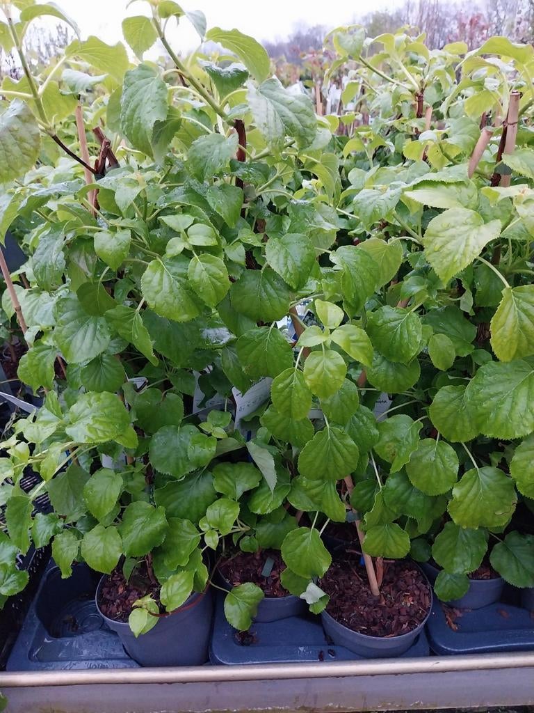 Klimhortensia 60-80 cm - Hydrangea anomala petiolaris, Tuin en Terras, Planten | Tuinplanten, Vaste plant, Klimplanten, Halfschaduw