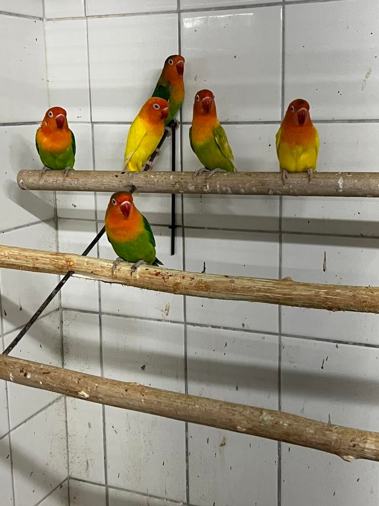 Fischeri’s te koop, Meerdere dieren, Dwergpapegaai of Agapornis, Geringd